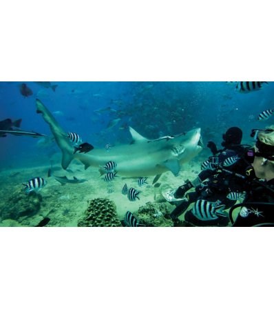 GoPro Magenta Филтър за Standard Housing